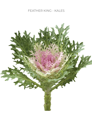 Feather King Kale (Brassica) 50 Stems | Wholesale Ornamental Kale