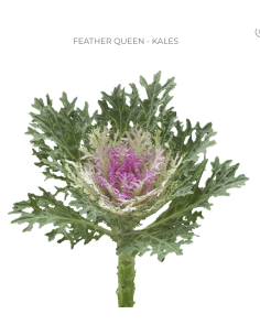 Feather Queen Kale (Brassica) 50 Stems | Wholesale Ornamental Kale