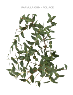 Eucalyptus Parvafolia 5 / 10 / 15 / 20  bunches