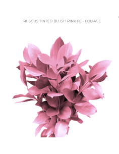Pink Tinted  Israeli Ruscus   5 / 10 / 15 / 20 bunches