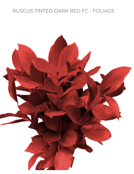 Red Tinted  Israeli Ruscus   5 / 10 / 15 / 20 bunches