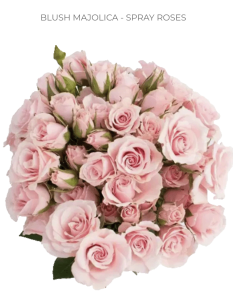 Blush Majolica Spray Roses 120 stems