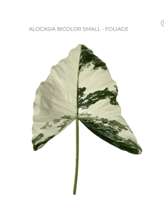 Alocasia Bi Color Foliage