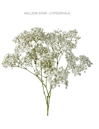 Million Star Gypsophila By the Box 26 / 13 / 8 bunches for wholesale by Florasource