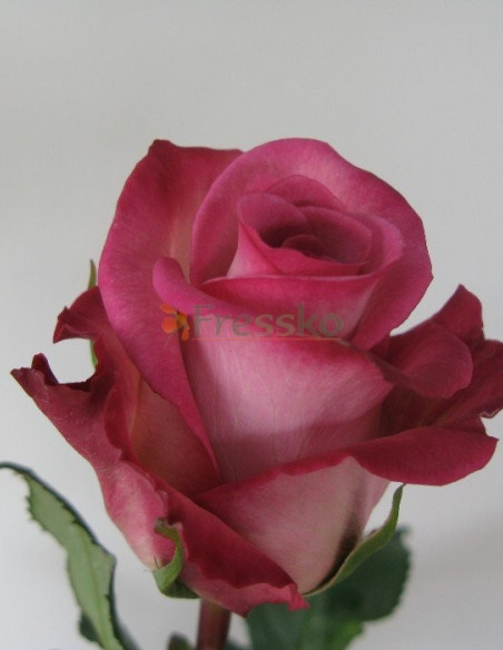 Classic Cezanne Roses 50 / 75 / 100 / 200 stems