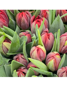 Tulip Double Day Mix 300 stems BULK BOX 2