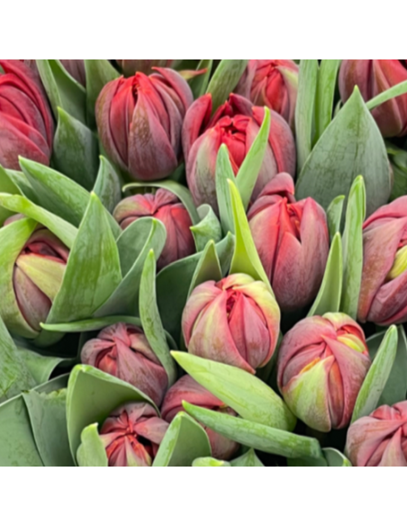 Tulip Double Day Mix 300 stems BULK BOX
