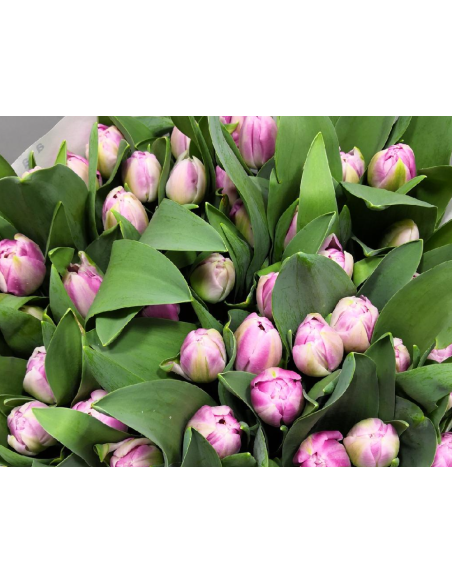 Tulip Double Day Mix 300 stems BULK BOX