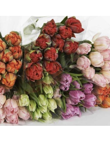 Tulip Double Day Mix 300 stems BULK BOX Tulip Double Day Mix 300 stems BULK BOX