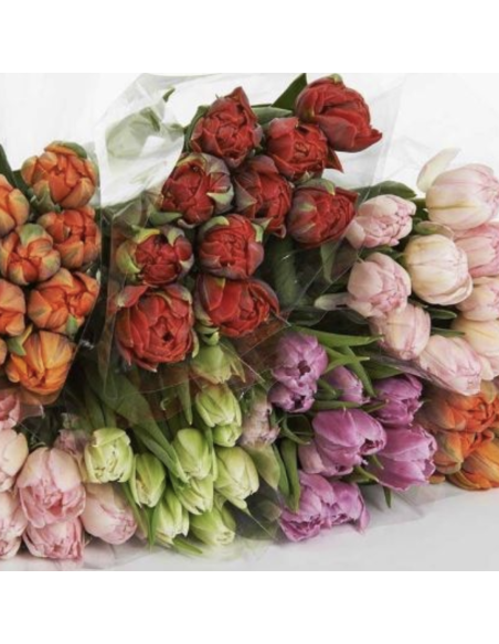 Tulip Double Day Mix 300 stems BULK BOX