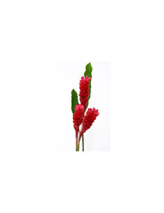 Red Ginger 50 Stems 2