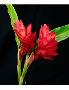 Red Ginger Flowers Bulk - 50 Stems