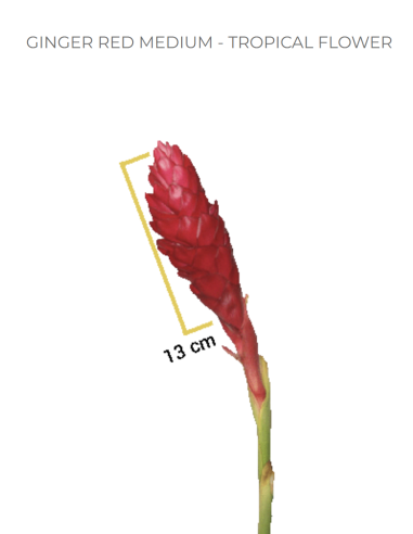 Red Ginger Flowers Bulk - 50 Stems