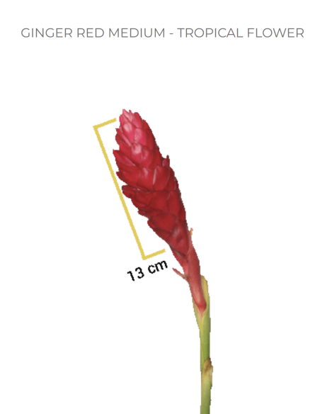 Red Ginger Flowers Bulk - 50 Stems