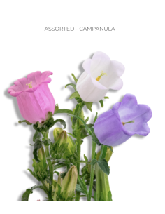 Campanula Assorted 120 stems