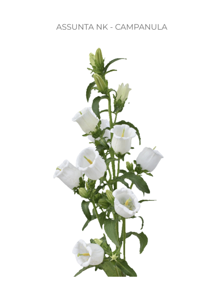 White Campanula 120 stems