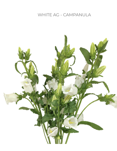 White Campanula 120 stems