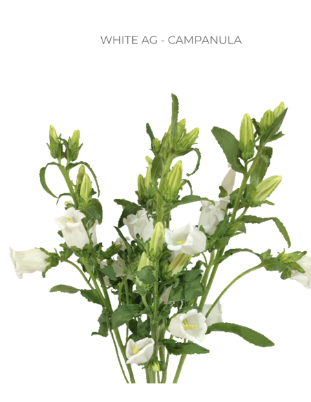 White Campanula 120 stems