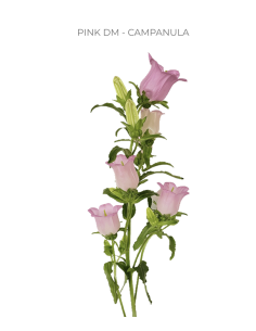 Pink Campanula 120 stems