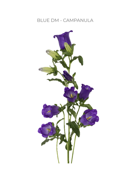 Purple Campanula 150 stems BULK BOX