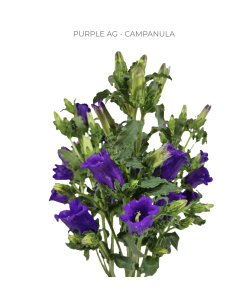 Purple Campanula 150 stems BULK BOX 2