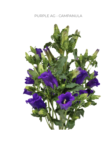 Purple Campanula 150 stems BULK BOX