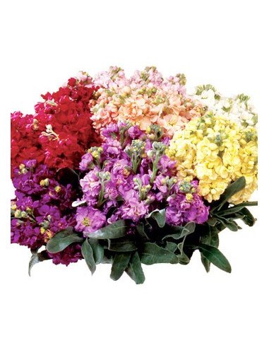 Stock Assorted Box 6 Bunches