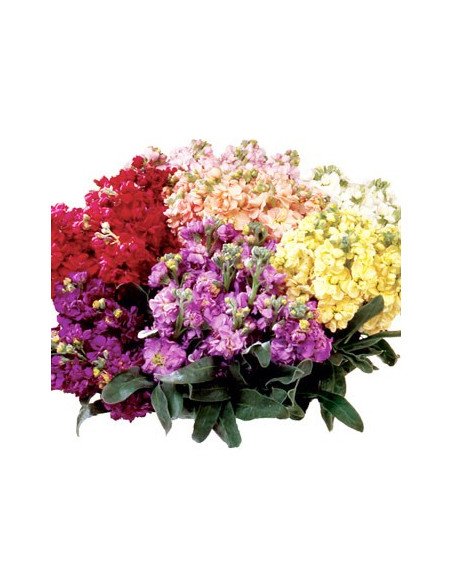 Stock Assorted Box 6 Bunches