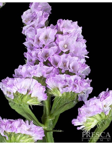 Statice Assorted 11 Bunches