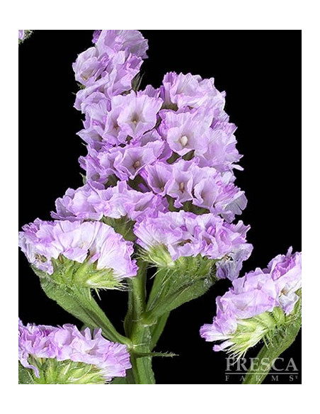 Statice Assorted 11 Bunches
