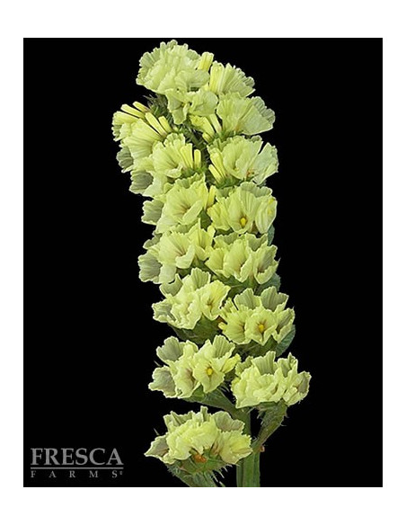 Statice Assorted 11 Bunches