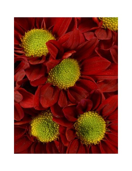 Daisy Assorted 12 Bunches