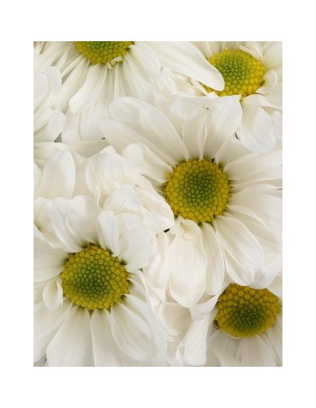 Daisy White 12 Bunches