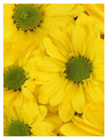 Daisy Yellow 12 Bunches