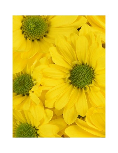 Daisy Yellow 12 Bunches