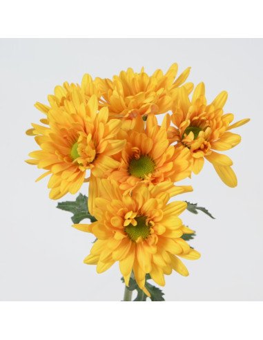 Daisy Bronze 12 Bunches