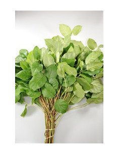Salal / Salal Tips