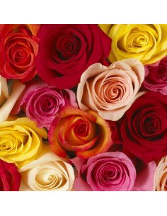 Premium Roses Assorted HALF BOX 200/250 Stems