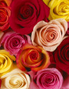Premium Roses Assorted HALF BOX 200/250 Stems