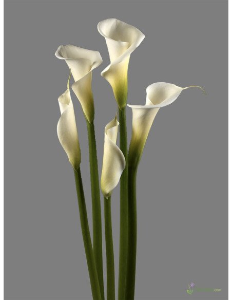 Calla Lily White 30 Stems