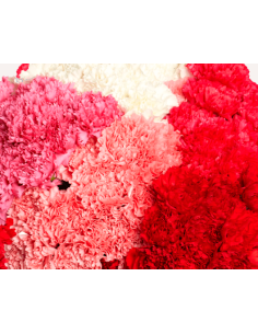 wholesale carnations