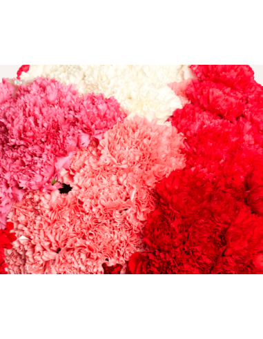 Mothers Day Mix Carnations Assorted 175 Stems for wholesale by Florasource
