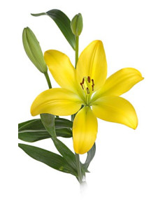 Mothers Day LA Royal Lilies 80 stems Solid Color Pack 2