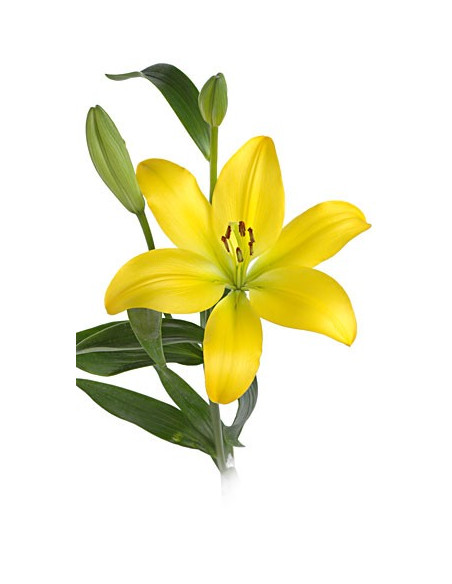 LA Royal Lillies 5 Bunches