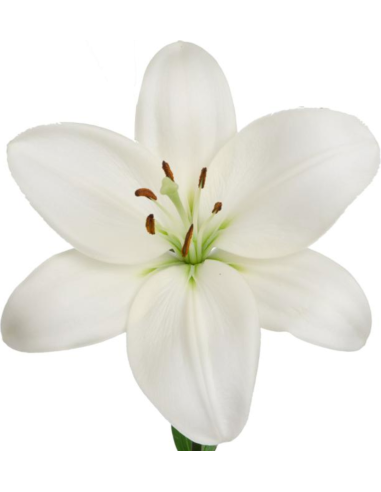 LA Royal Lilies 60 stems Assorted BULK BOX LA Royal Lilies 60 stems Assorted BULK BOX