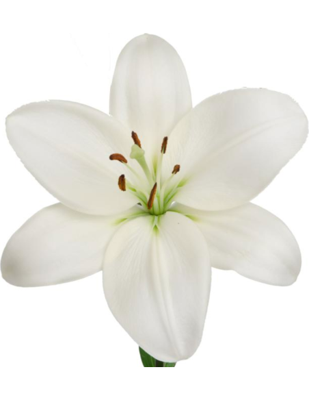 LA Royal Lilies 60 stems Assorted BULK BOX