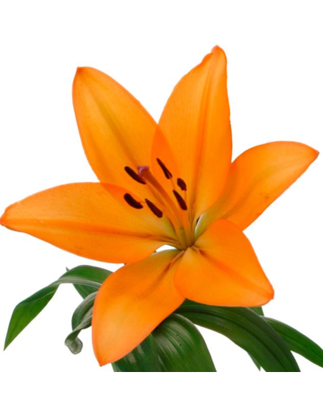 LA Royal Lilies 60 stems Assorted BULK BOX