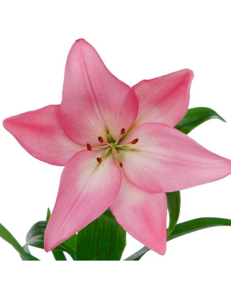 LA Royal Lilies 60 stems Assorted BULK BOX