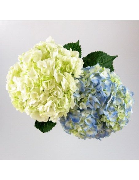 Hydrangea Assorted