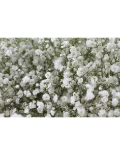 Gypsophila By the Box 13 Bunches